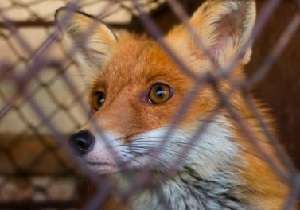 Fox Control Methods for Getting Rid of Foxes in the United Kingdom