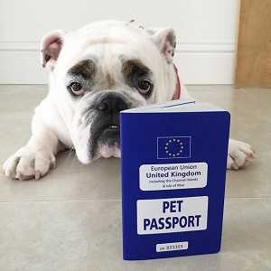 How to Get a Pet Passport in the United Kingdom