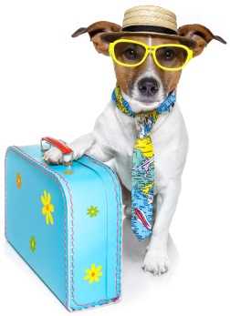 pets travel scheme