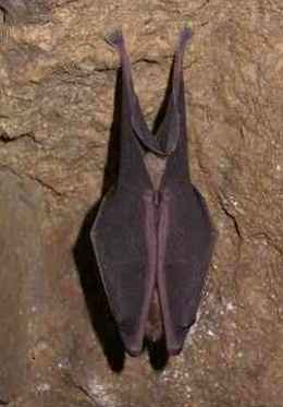 Bats Protection: Bat Licence Application
