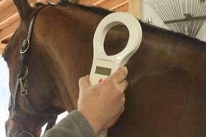 Compulsory Microchipping of Horses in the United Kingdom