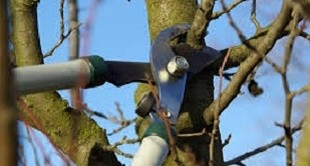 Proper Procedures for Pruning Apple Trees