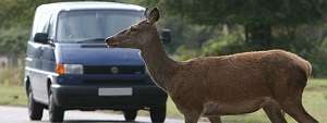 Deer Aware: Safety Advice for Motorists in United Kingdom