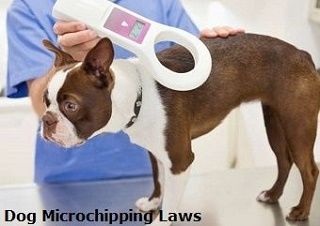 Dog Microchipping Laws UK 2016