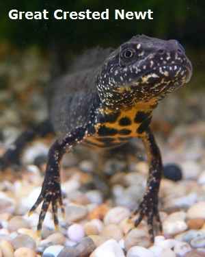 Is Protecting Newts Hampering Housebuilders in UK?