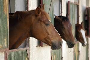 Keeping Horses on Farms and in Livery Yards in the United Kingdom