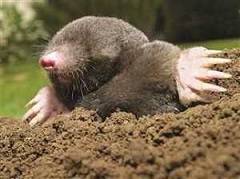 How to Get Rid of Ground Moles in the United Kingdom