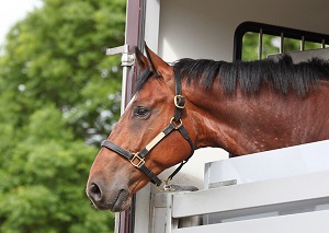 Horse transport rules and regulations in the United Kingdom.