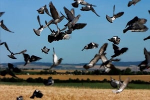 Preventing wild birds from damaging land and water in the United Kingdom.