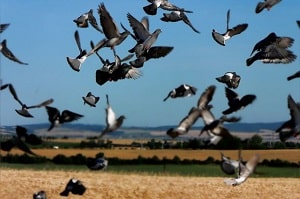 Preventing wild birds from damaging land and water in the United Kingdom.